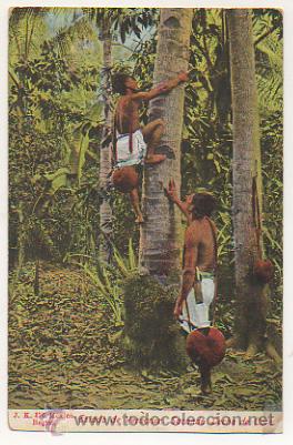 Cartes Postales: MEXICO. ESTADO DE VERACRUZ. SACANDO LECHE DE COCO.