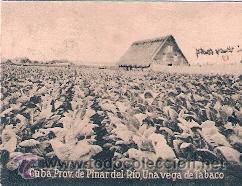 Postkarten: POSTAL ORIGINAL DECADA DE LOS 30. CUBA, PINAR DEL RIO. N&ordm; 1501. VER TAMA&Ntilde;O Y EXPLICACION