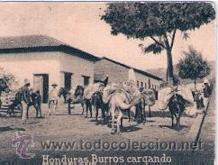 Postcards: POSTAL ORIGINAL DECADA DE LOS 30. HONDURAS, BURROS CARGANDO. N&ordm; 1674. VER TAMA&Ntilde;O Y EXPLICACION