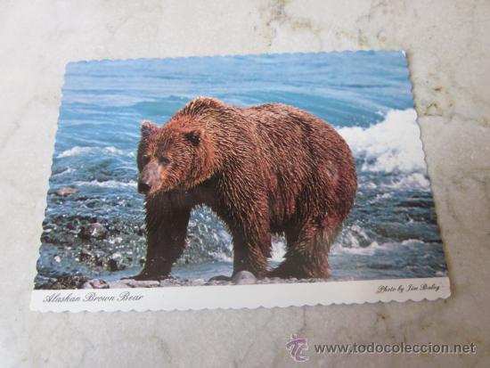 Postales: POSTAL OSO PARDO ALASKA