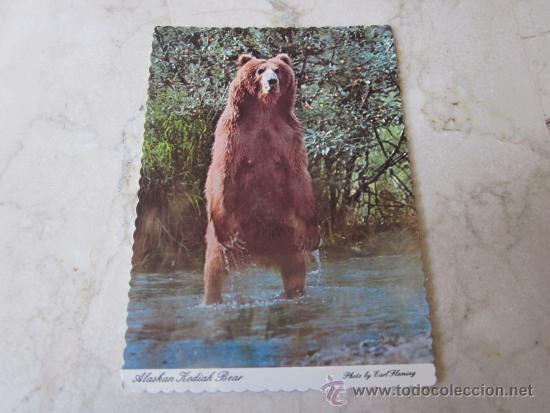Postales: POSTAL OSO KODIAK ALASKA