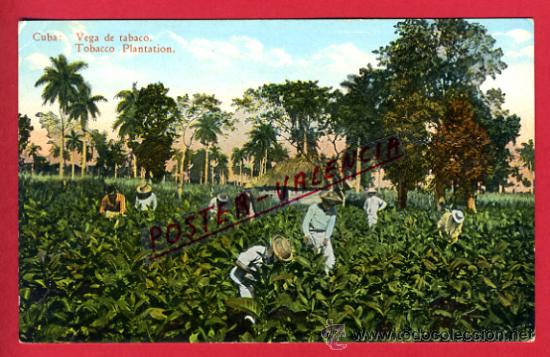 Cartes Postales: POSTAL, HABANA, CUBA, VEGA DE TABACO,   P71172
