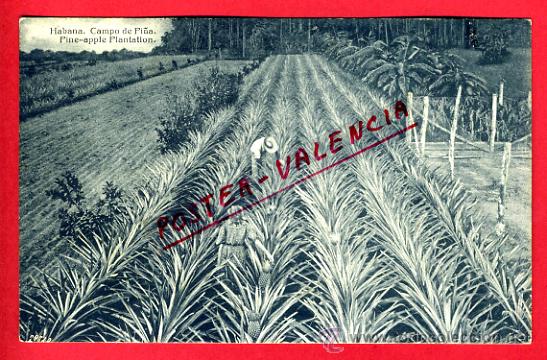 Cartoline: POSTAL, HABANA, CUBA, CAMPO DE PI&Ntilde;A,   P71189