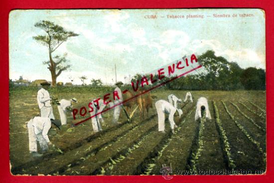 Postales: POSTAL, CUBA, SIEMBRA DE TABACO,    P71300A - Foto 1