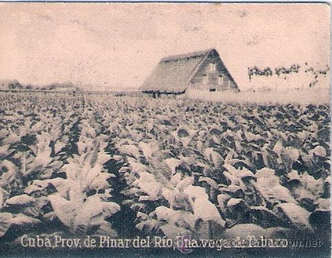 Postkarten: POSTAL ORIGINAL DECADA DE LOS 30. PROV. DE PINAR DEL RIO. N&ordm; 1501. VER TAMA&Ntilde;O Y EXPLICACION