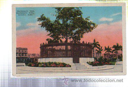 Postkarten: TARJETA POSTAL DE HABANA - FRATERNITY TREE. 12531