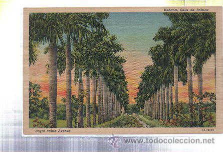 Postkarten: TARJETA POSTAL DE HABANA - CALLE DE PALMAS. 94-H2090. C.JORDI 96
