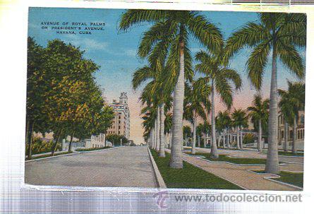 Postkarten: TARJETA POSTAL DE HABANA - AVENUE OF ROYAL PALMS OR PRESIDENT'S AVENUE.
