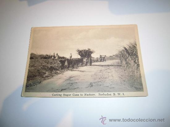 Postales: PLANTACION DE AZUCAR EN BARBADOS