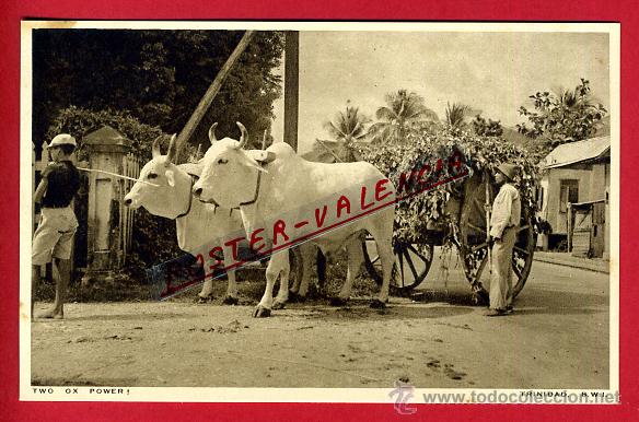Cartes Postales: POSTAL TRINIDAD, REPUBLICA DOMINICANA, TWO OX POWER, P79718