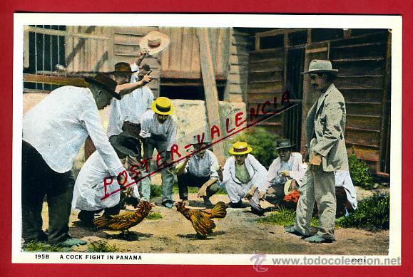 Postales: POSTAL PANAMA, A COCK FIGHT, PELEA DE GALLOS, P79772