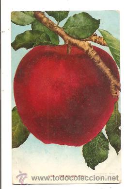 Postales: POSTAL THE BIG RED APPLE - Foto 1