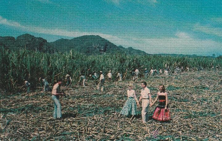 Postais: N&ordm; 12390 SUGAR CANE CUTTING CUBA CA&Ntilde;A DE AZUCAR