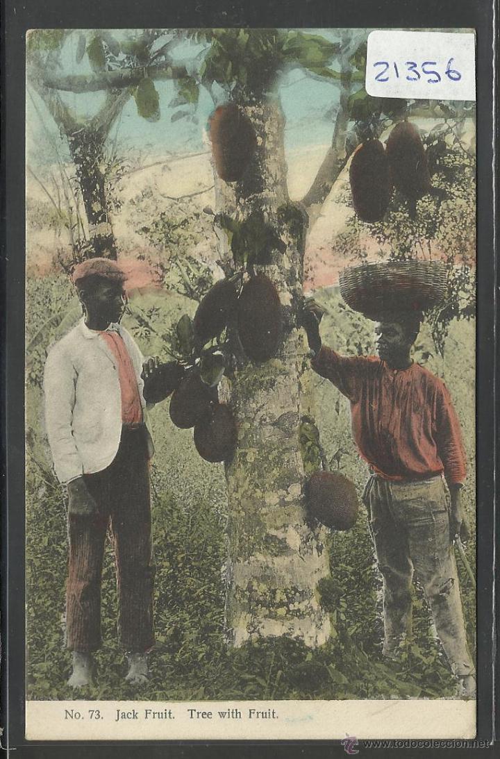 Postales: JAMAICA - JACK FRUIT- A.DUPERLY - (21356) - Foto 1