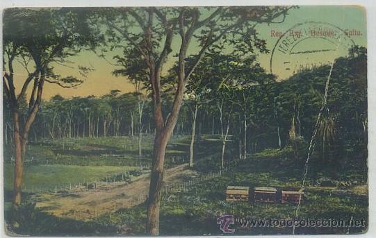 Cartes Postales: POSTAL DE ARGENTINA. BOSQUE SALTA   P-AMER-069