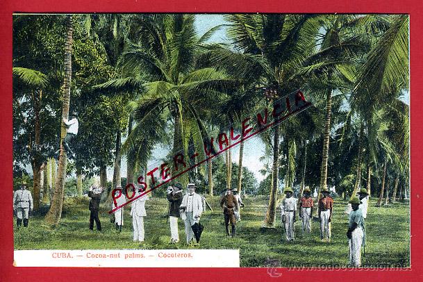 Postales: POSTAL CUBA, COCOTEROS, P96846