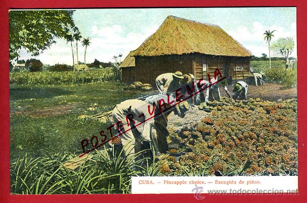 Postales: POSTAL HABANA, CUBA, ESCOGIDA DE PI&Ntilde;AS, P96850