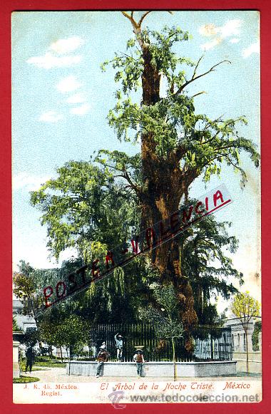 Postales: POSTAL MEXICO, EL ARBOL DE LA NOCHE TRISTE, P96893