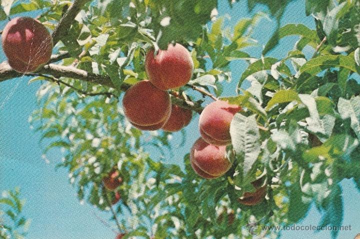 Postais: N&ordm; 19447 POSTAL CANADA DELICIOUS PEACHES
