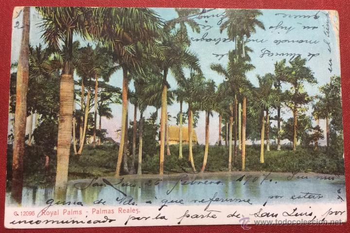 Postais: CUBA. PALMERAS REALES. REVERSO SIN DIVIDIR. CIRCULADA EN 1907.