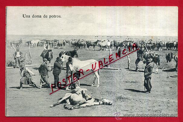 Postales: POSTAL ARGENTINA, UNA DOMA DE POTROS, P81578