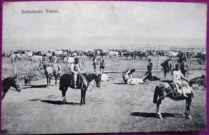 Postales: POSTAL ARGENTINA, SE&Ntilde;ALANDO TOROS, P81579 - Foto 1