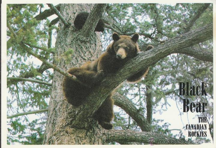 Postkarten: N&ordm; 24343 POSTAL CANADA BLACK BEAR AND CUB