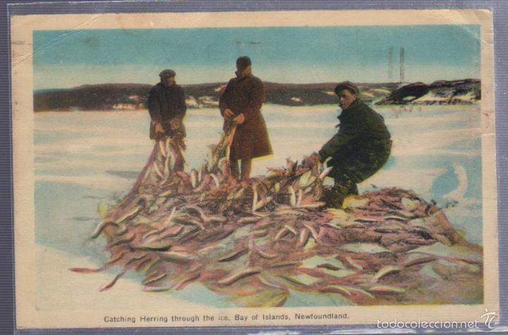 Postkarten: TARJETA POSTAL DE CANADA. CATCHING HERRING THROUGH THE ICE, BAY OF ISLANDS. NEWFOUNDLAND. TERRANOVA