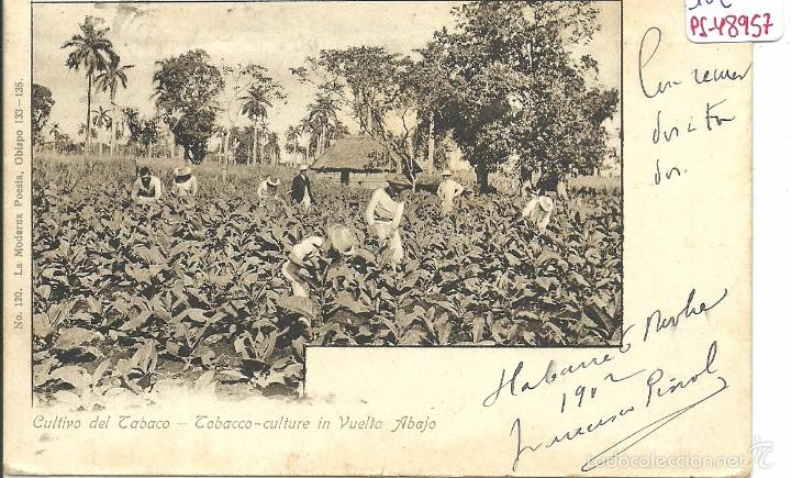 Cartes Postales: (PS-48957)POSTAL DE CUBA-CULTIVO DE TABACO