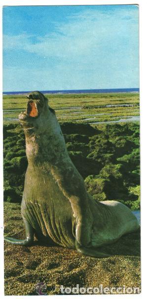 Postales: POSTAL DE ARGENTINA - PUNTA NORTE - Foto 1