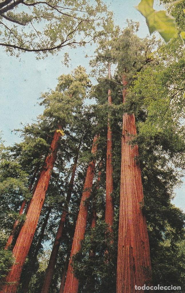 Cartoline: N&ordm; 1063 POSTAL MUIR WOODS NATIONAL MONUMENT ESTADOS UNIDOS