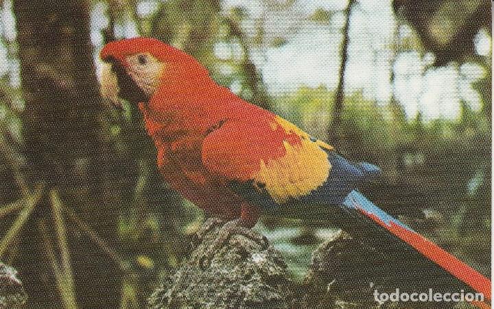 Postcards: N&ordm; 30637 POSTAL COLOMBIA PAPAGAYO