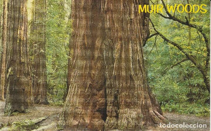 Postais: N&ordm; 30556 POSTAL MUIR WOODS NATIONAL MONUMENT