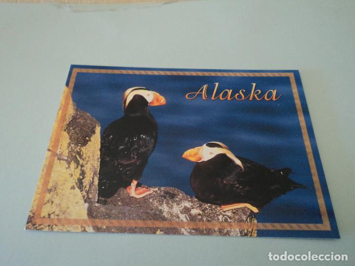 Postales: alaskan tufted puffins