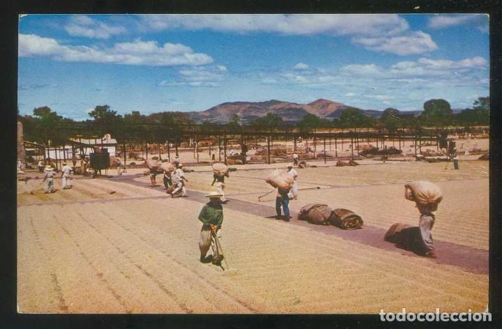 Postales: El Salvador. Ateos. *Secando caf&eacute; lavado...* Circulada 1958.