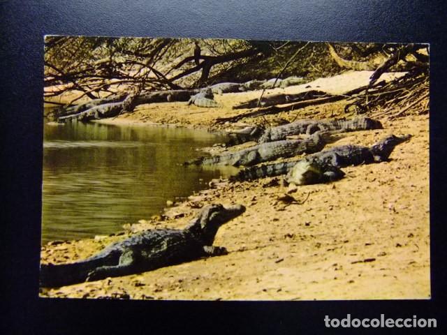Postales: CM 2 VENEZUELA CAIMANES del ORINOCO - Foto 1