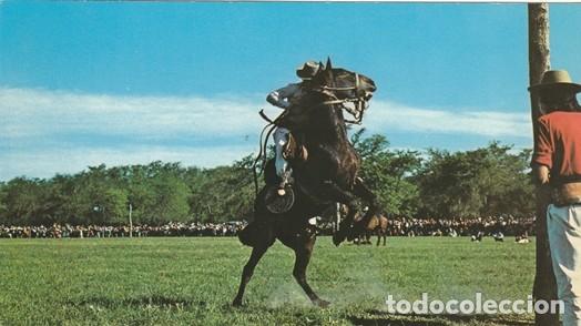 Postcards: POSTAL - JINETEADA - CABALLO - ARGENTINA  - NUEVA