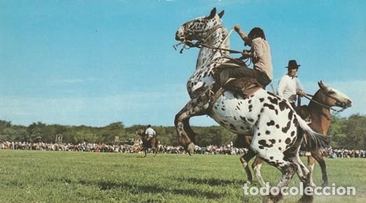 Postcards: POSTAL - JINETEADA - CABALLO - ARGENTINA - NUEVA