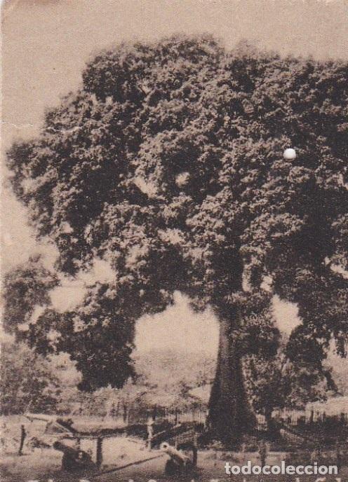 Cartoline: Postal original. D&eacute;cada 30. Cuba. Santiago de Cuba. Loma de S.Juan. Arbol de la Paz. n&ordm; 1526
