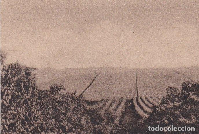 Postales: Postal original. D&eacute;cada 30. Brasil. Sao Paulo. Cafetal. n&ordm; 1942