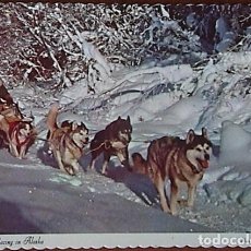 Postales: DOG SLED RACING IN ALASKA.. Lote 171734543