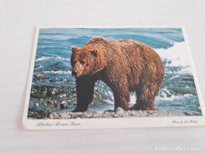 Postales: Usa Alaska oso - Foto 1