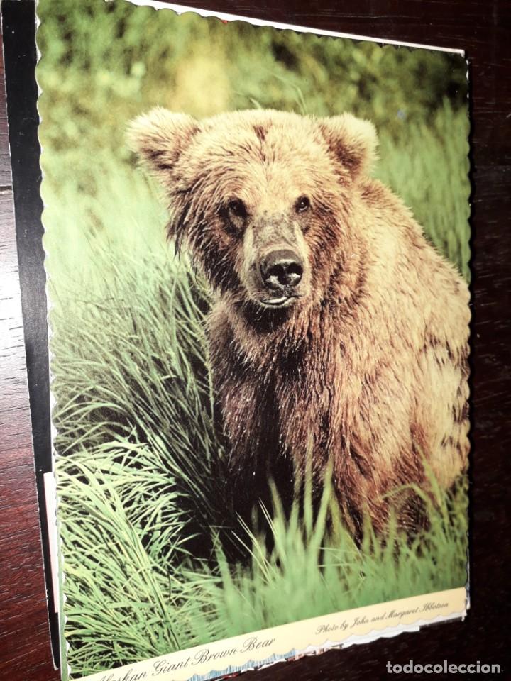 Postcards: N&ordm; 33477 POSTAL ESTADOS UNIDOS GIANT ALASKAN BROWN BEAR