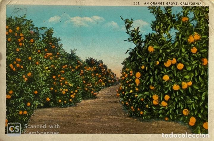 Postais: TARJETA POSTAL. EEUU. CALIFORNIA. 552.- AN ORANGE GROVE.