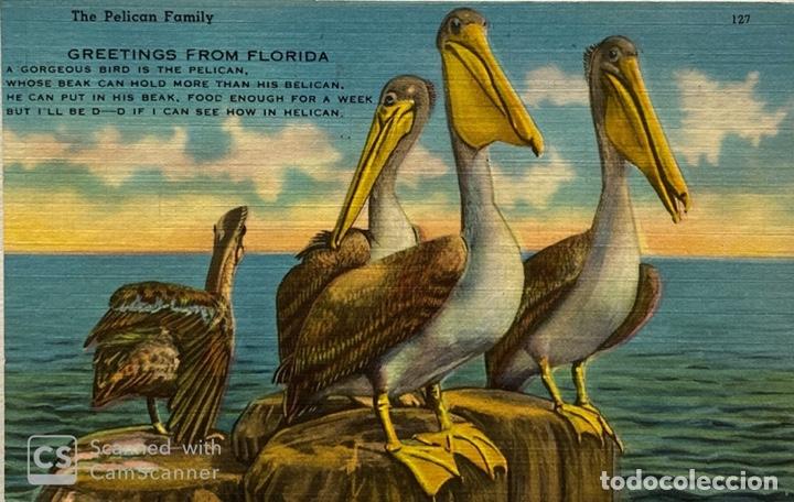 Postcards: TARJETA POSTAL. EEUU. FLORIDA. 127.-GREETINGS FROM FLORIDA. THE PELICAN FAMILY.