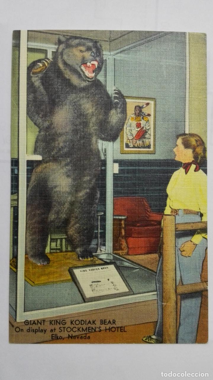 Postales: POSTAL KING KODIAK BEAR - ALASKA