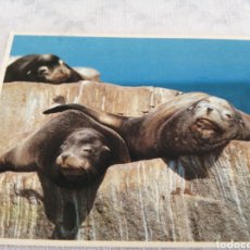 Postales: CALIFORNIA SEA LIONS. Lote 199899525