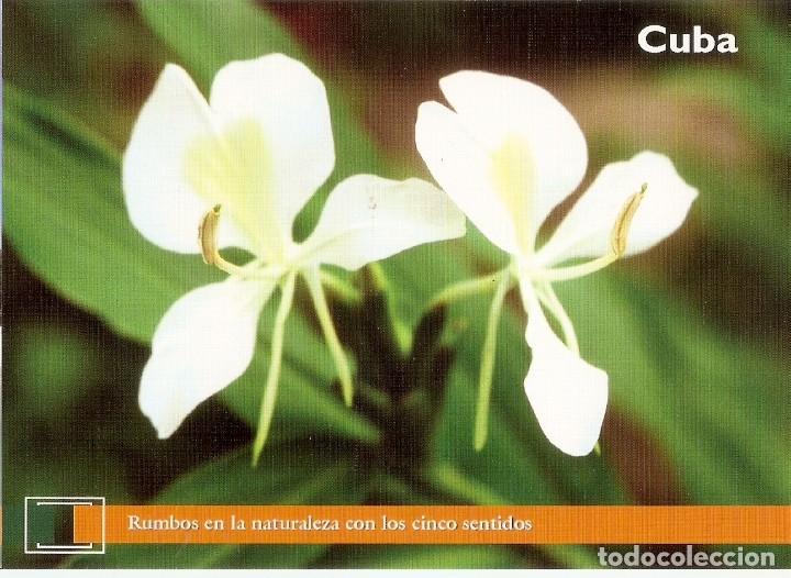 Postcards: POSTAL CUBA - Rumbos en la naturaleza con los cinco sentidos