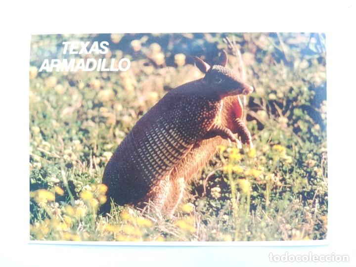 Postais: TARJETA POSTAL USA - TEXAS. ARMADILLO. ANIMAL. POST CARD