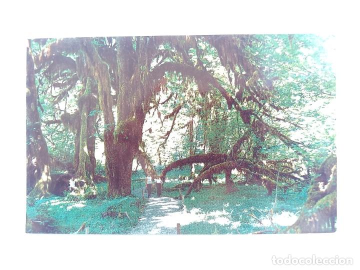 Postais: TARJETA POSTAL USA - OLYMPIC NATIONAL PARK - WASHINGTON. HALL OF MOSSES. POST CARD